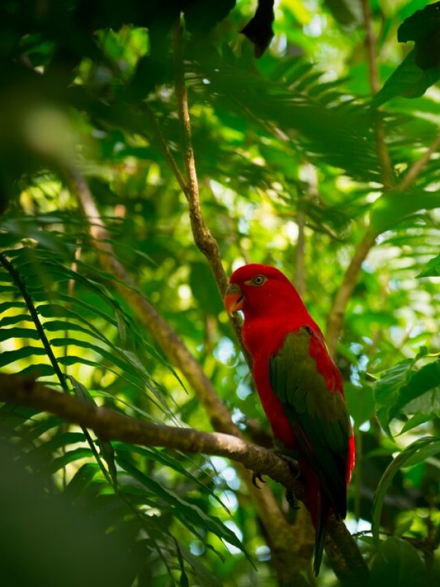 papagaio-exotico-na-selva_1385-1417