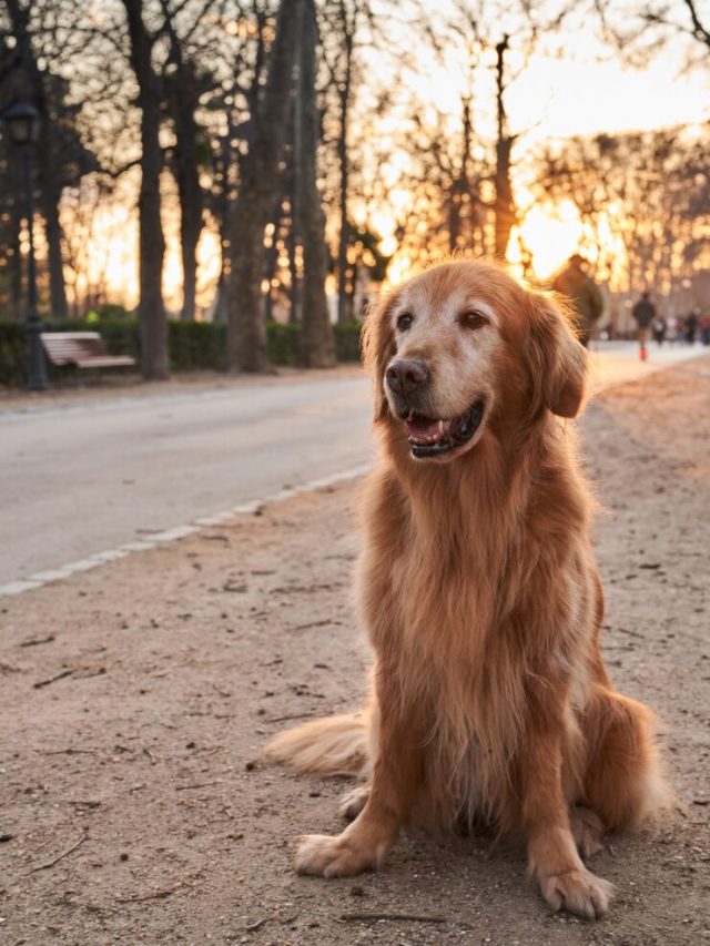 retriever-dourado-sentado-na-areia-em-um-parque-com-o-sol-da-tarde_181624-1393