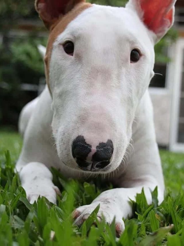 10-racas-de-cachorro-que-foram-desfiguradas-pelo-homem