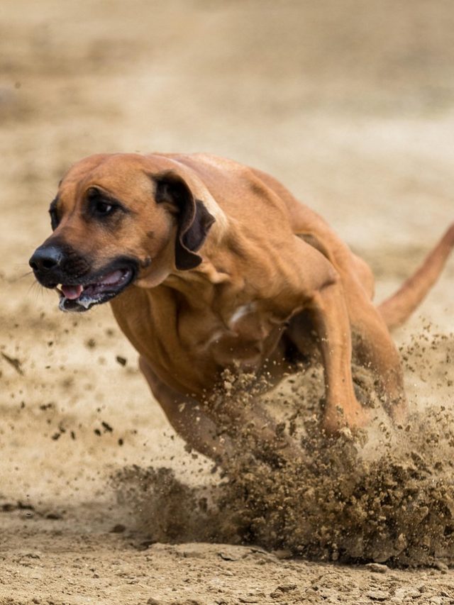 dog-racing-5373250_1280