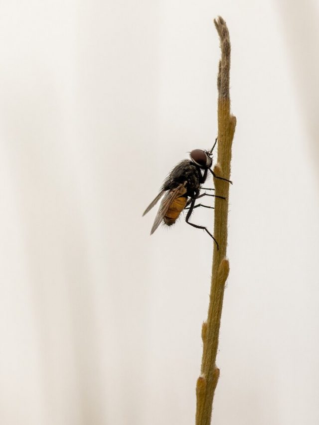 foto-macro-vertical-de-uma-mosca-em-um-galho-fino_181624-45614