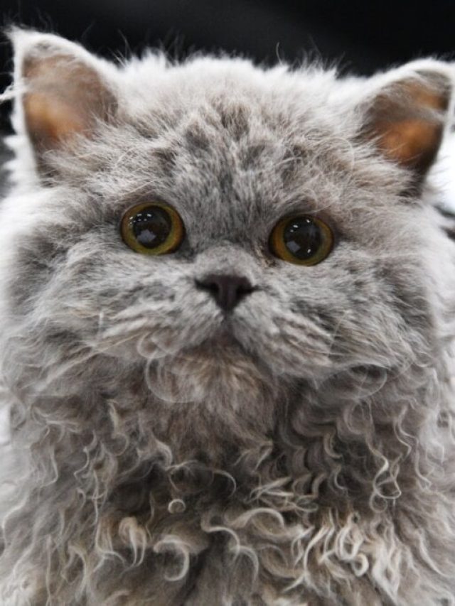 gato-Selkirk-rex-1024x683