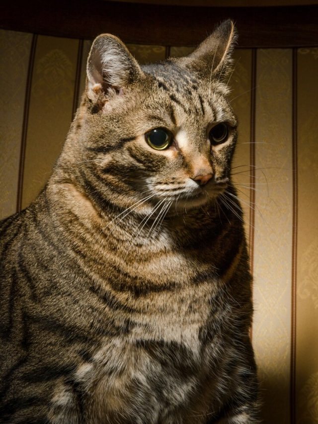 gato-grande-na-cadeira_1385-1504