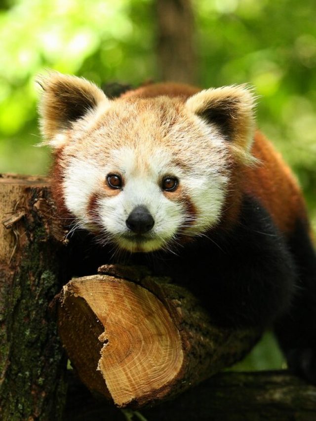 lindo-panda-vermelho-ameacado-de-extincao-em-uma-arvore-verde_475641-1322