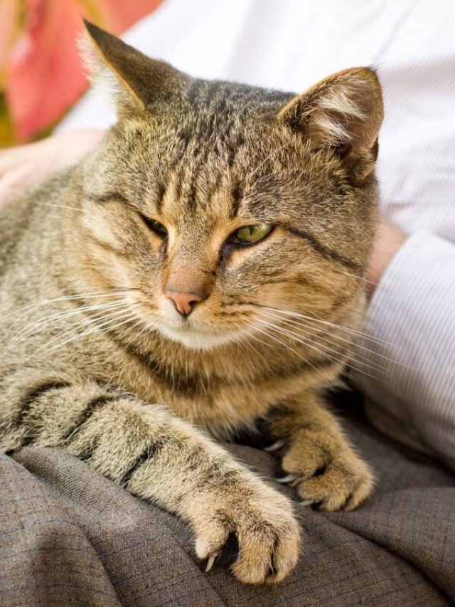 pets-cuidados-especiais-mantem-o-bem-estar-e-a-qualidade-de-vida-dos-pets-idosos-1742738400