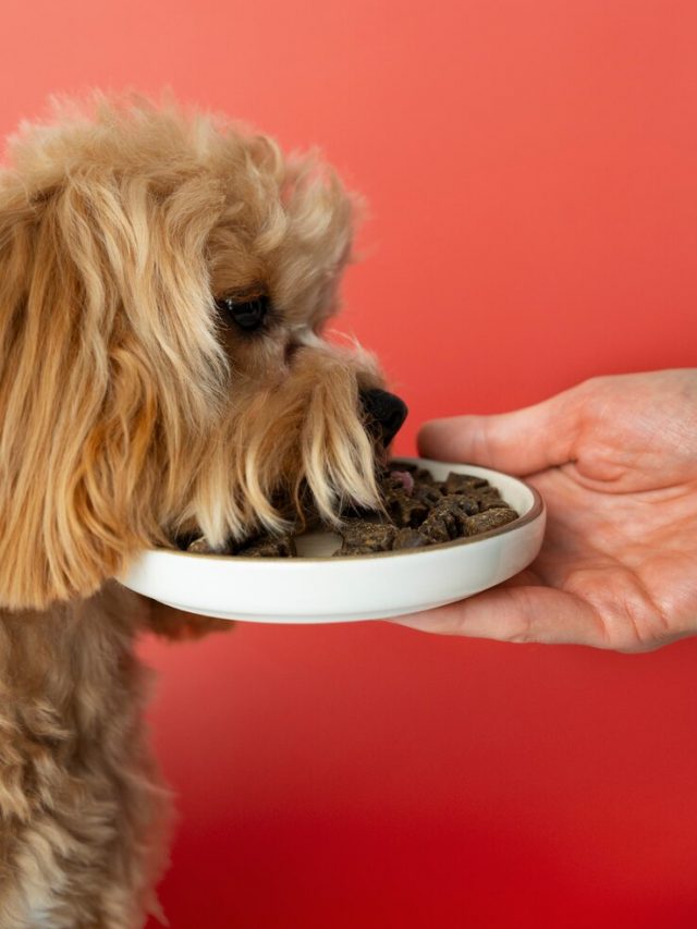 proximo-a-comer-animais-de-estimacao-adoraveis_23-2151182849