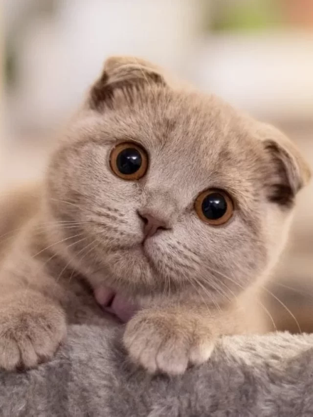 Gato-scottish-fold-1024x683-1
