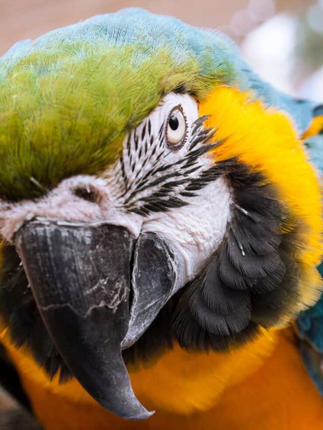 close-up-de-arara-com-penas-amarelas_1122-691