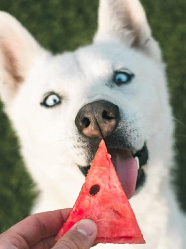 frutas-que-cao-pode-comer