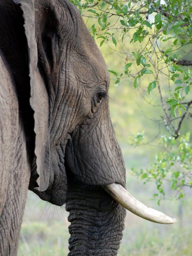 elephant-tusk-ivory-animal-53125