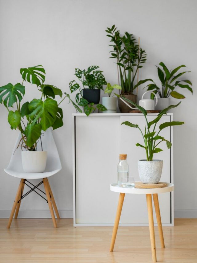 indoor-plants-studio_23-2151022105