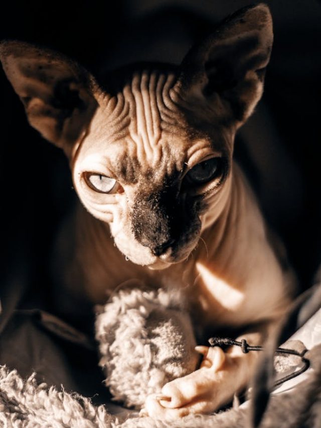 pexels-photo-3218842