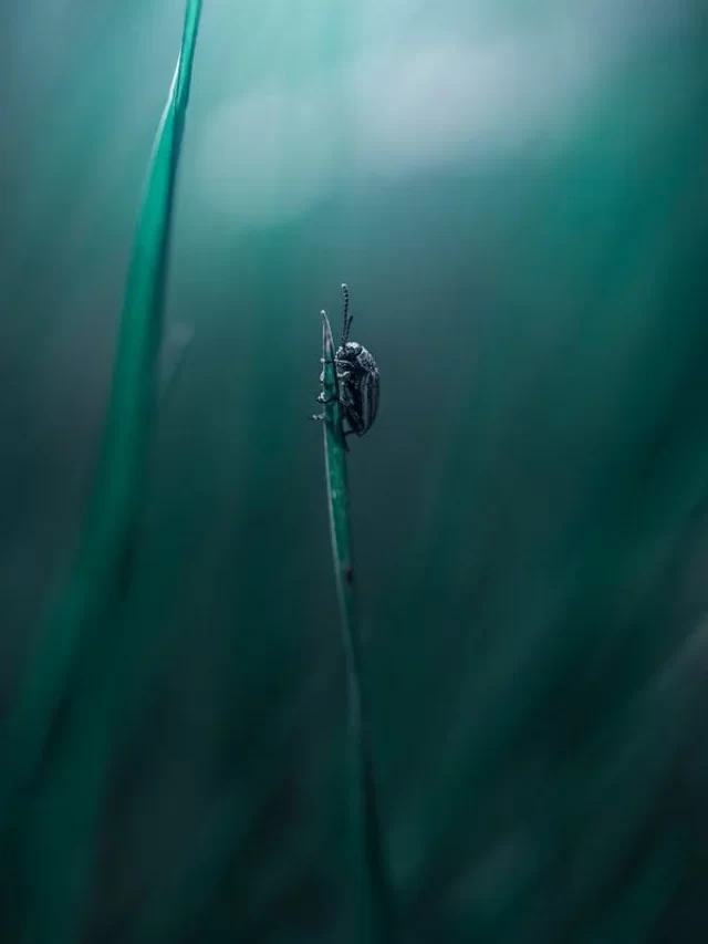 pexels-photo-32355336