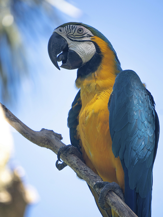 aves-capa