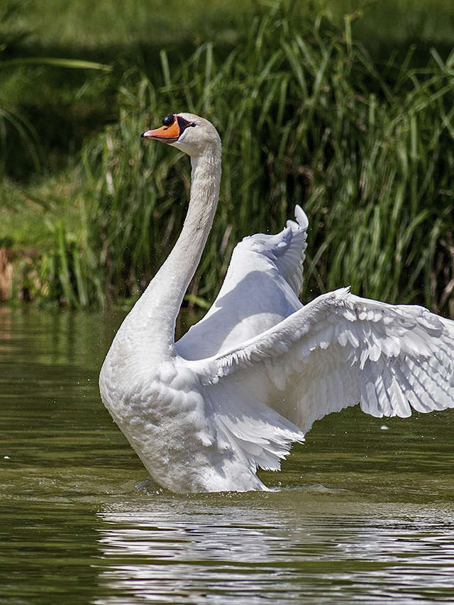 cisne-capa