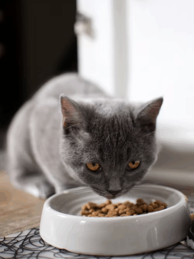 Como Escolher a Ração Ideal para Seu Gato