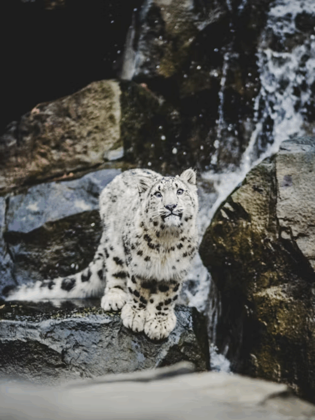 Curiosidades Sobre o Leopardo das Neves