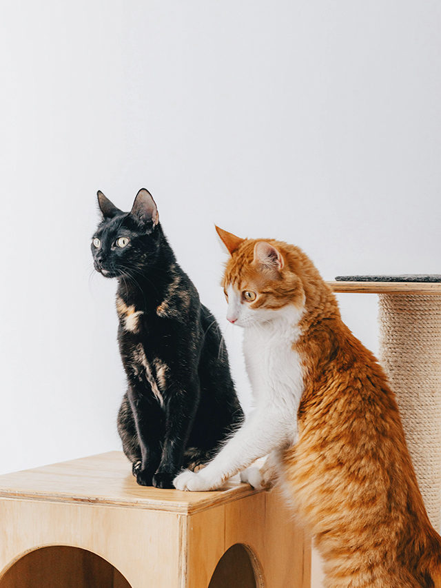 gato-3