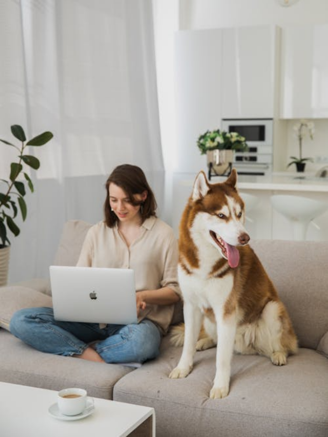 Como Escolher um Sofá com Pet em Casa