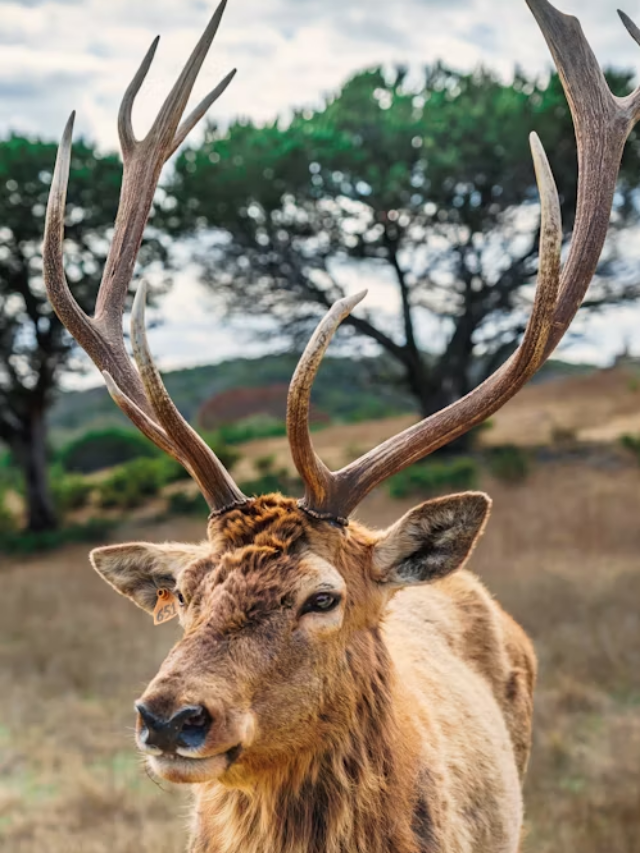 7 Curiosidades Sobre as Renas